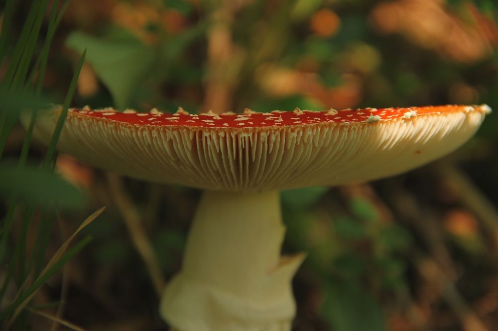 Фотография автора Elena Istomina