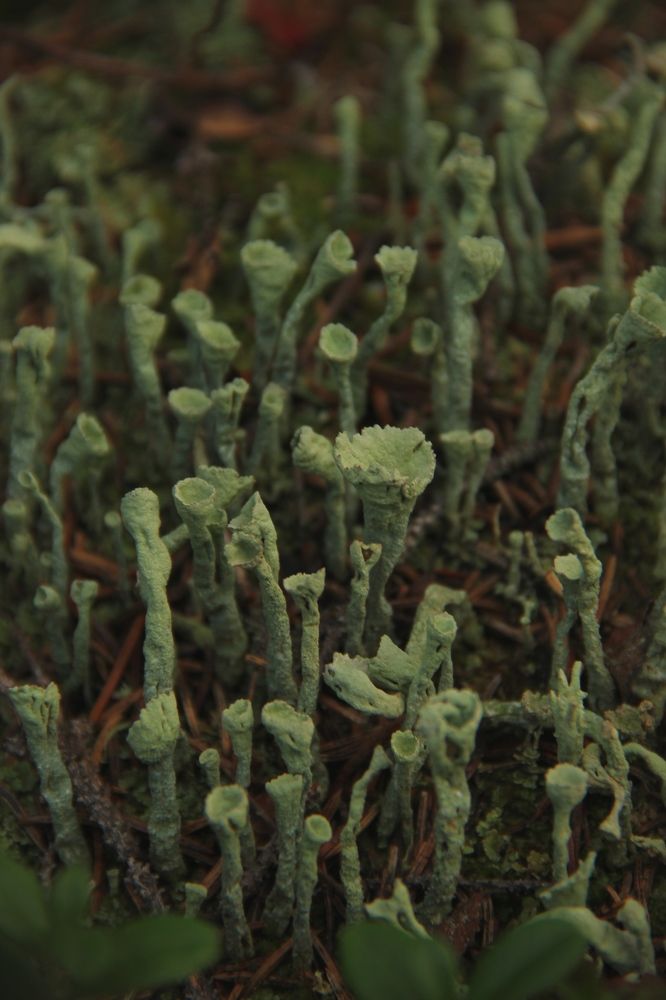 Фотография автора Elena Istomina