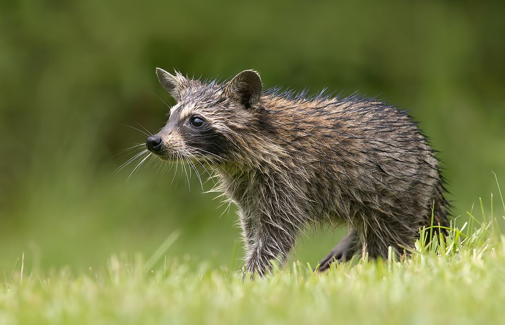 Young Wet Raccoon. Енот-полоскун
