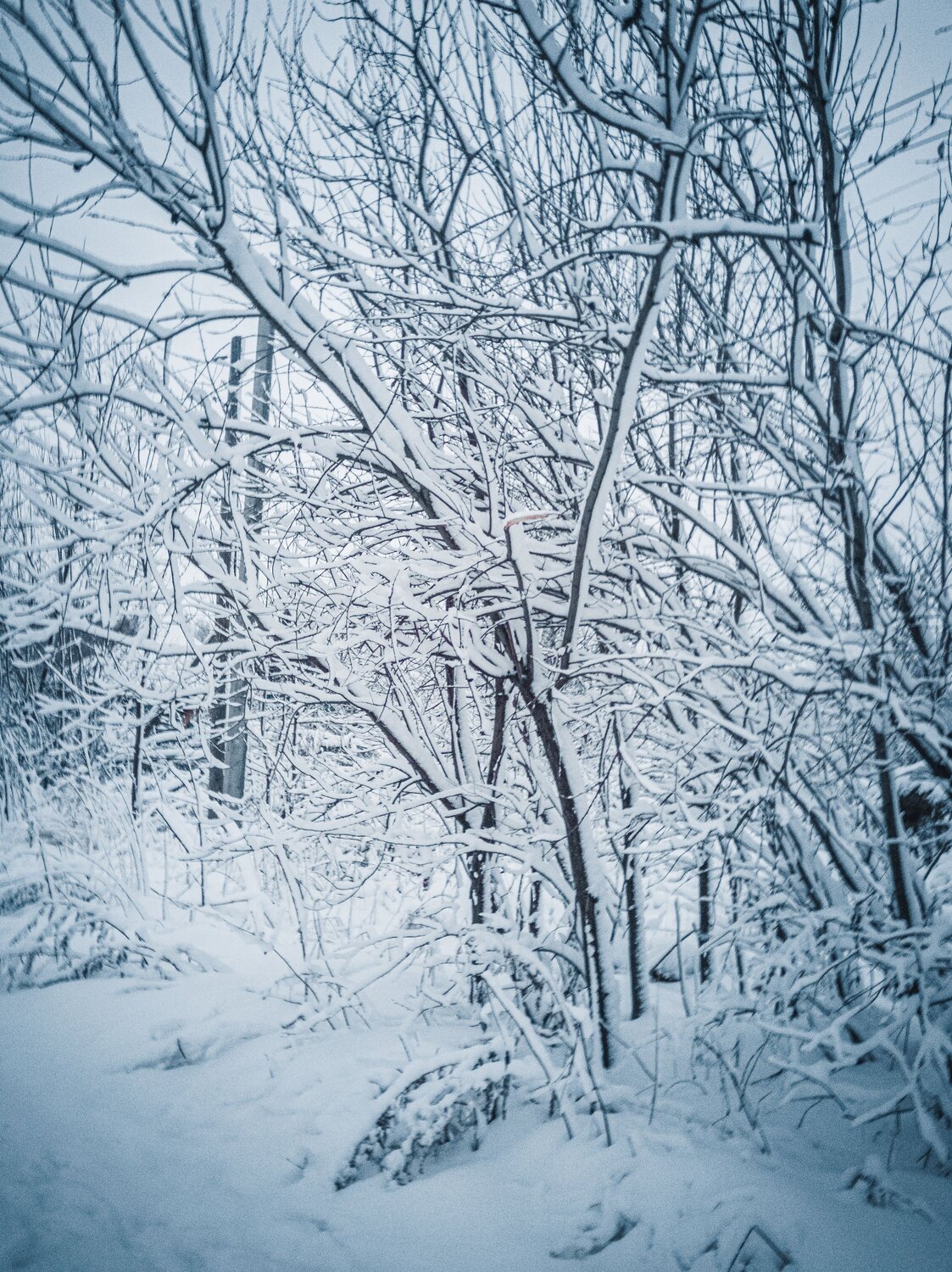 Photo #8491171