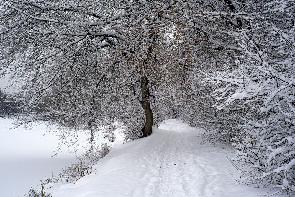 Выпал снег и все украсил...