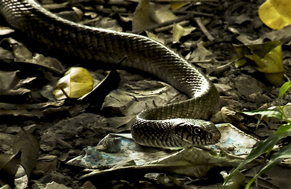 Фотография автора Swati Biswas Guha