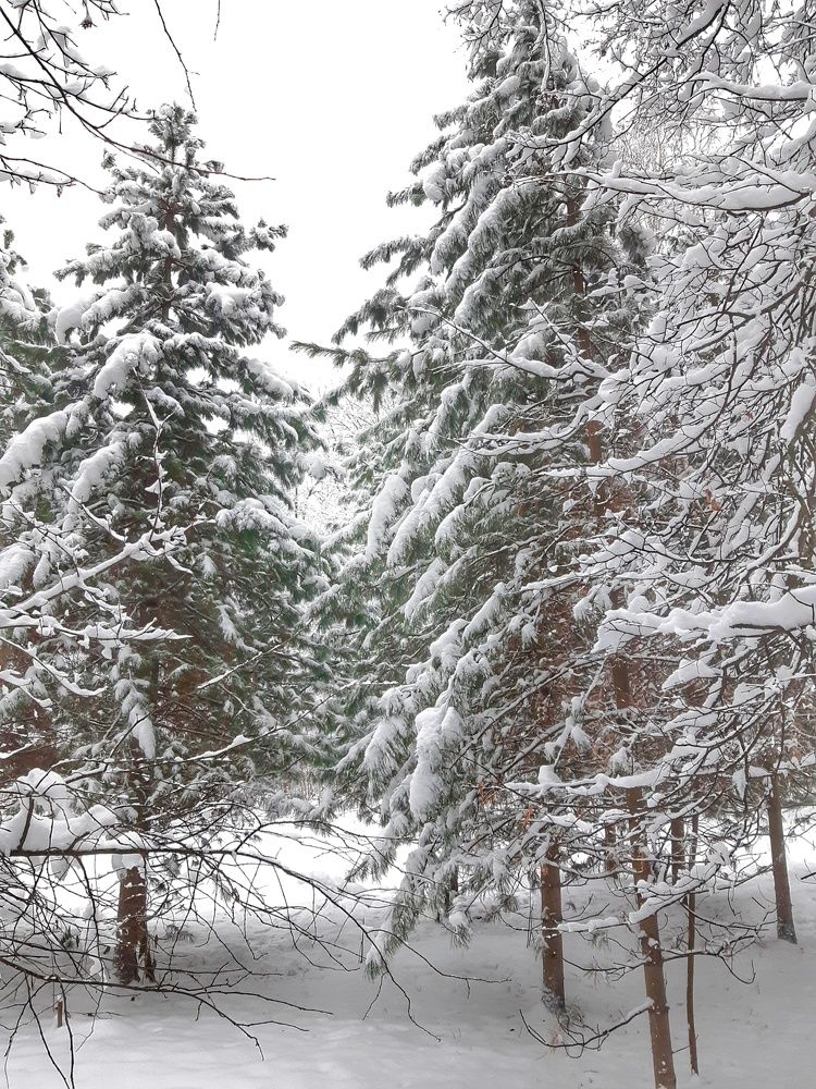 Photograph by Суворова Наталия