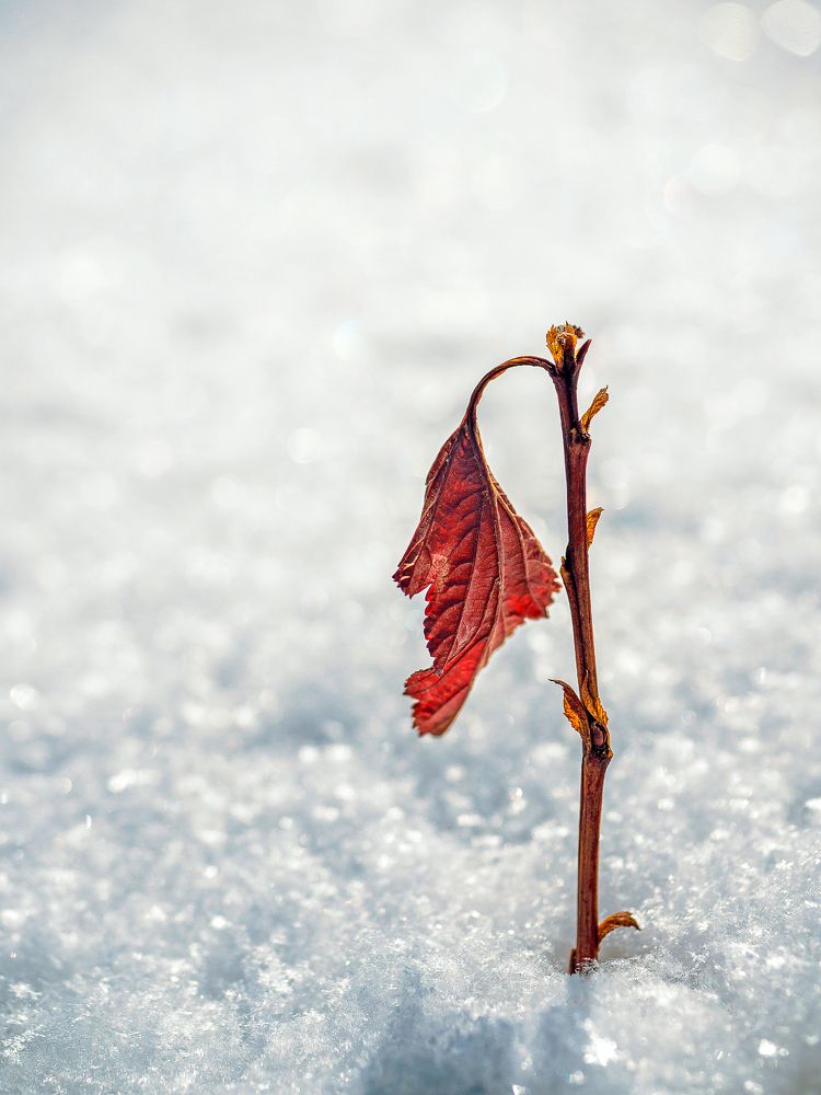 Photograph by Дмитрий Поварков
