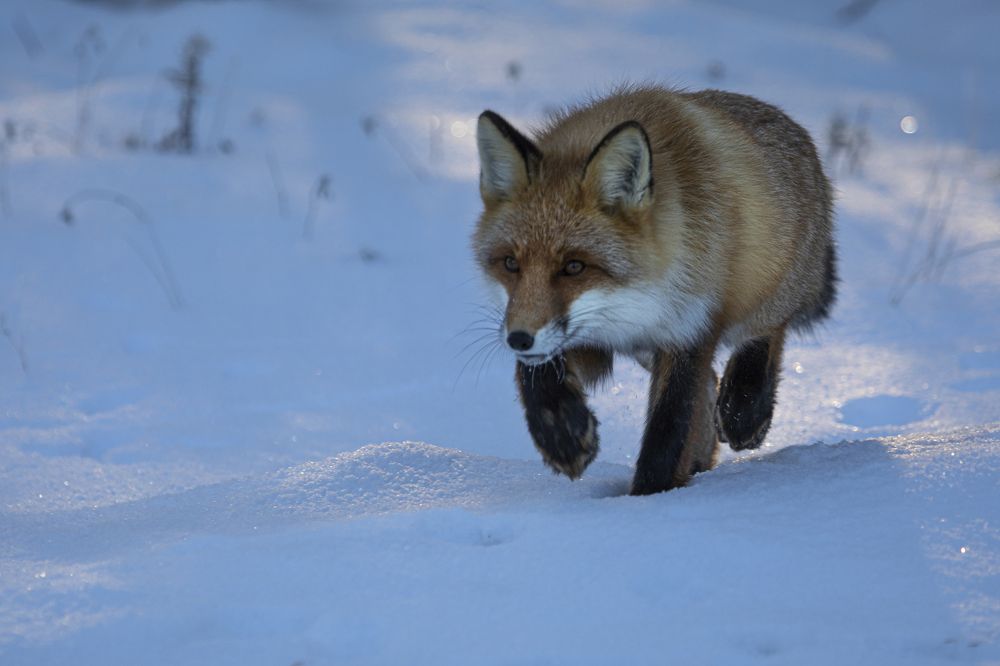 Photograph by Татьяна Борисова