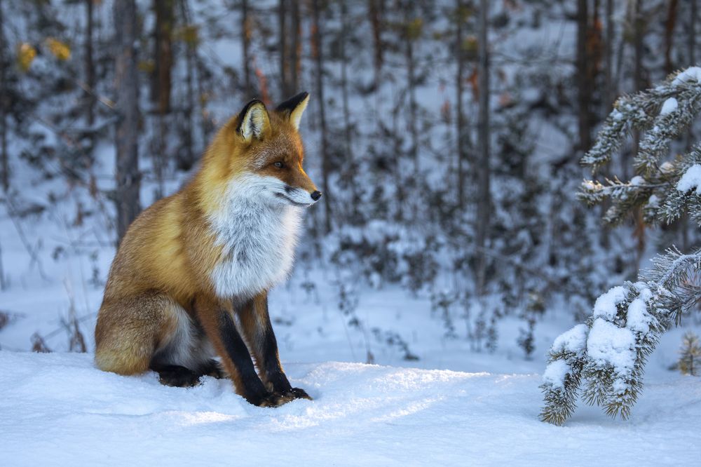 Photograph by Татьяна Борисова