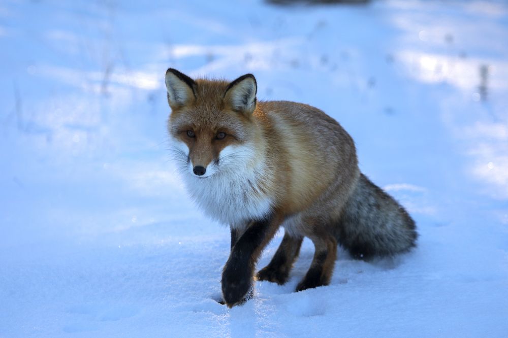 Photograph by Татьяна Борисова