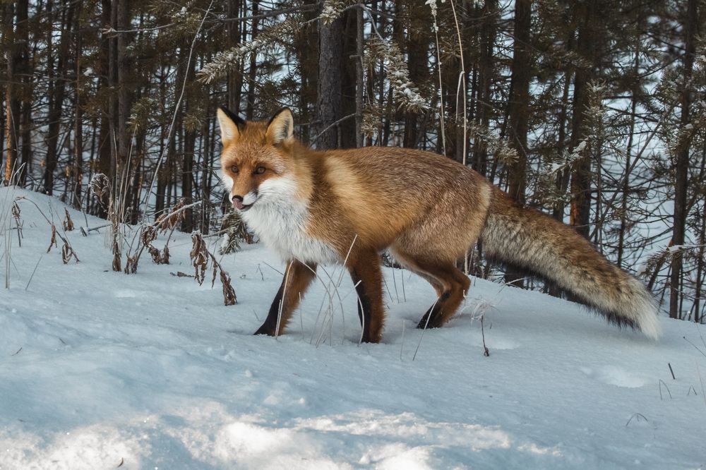 Photograph by Татьяна Борисова