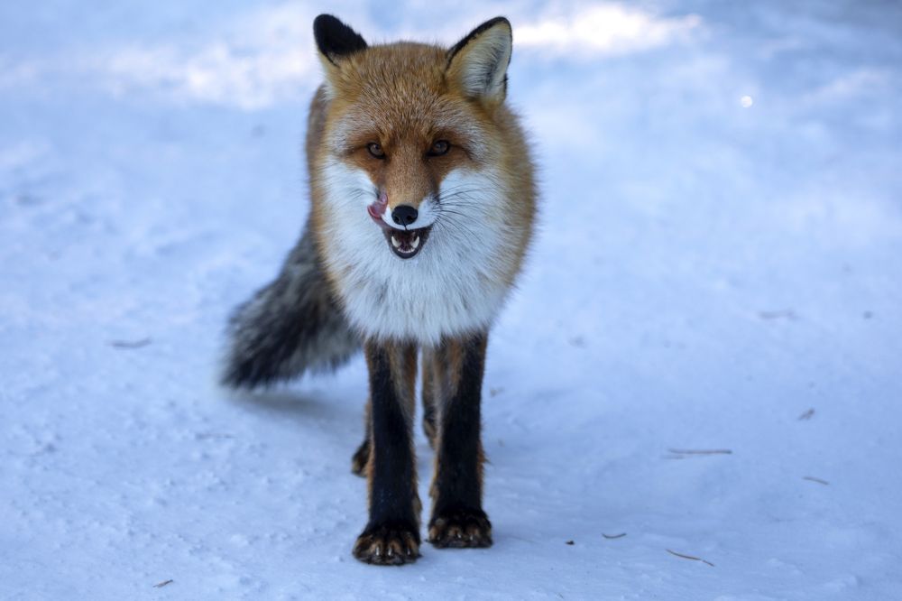 Photograph by Татьяна Борисова