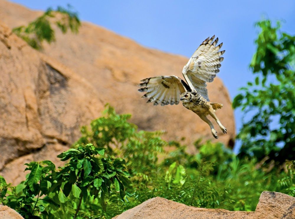 Rock Eagle Owl