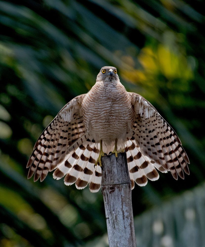 Photograph by Angshuman Mitra