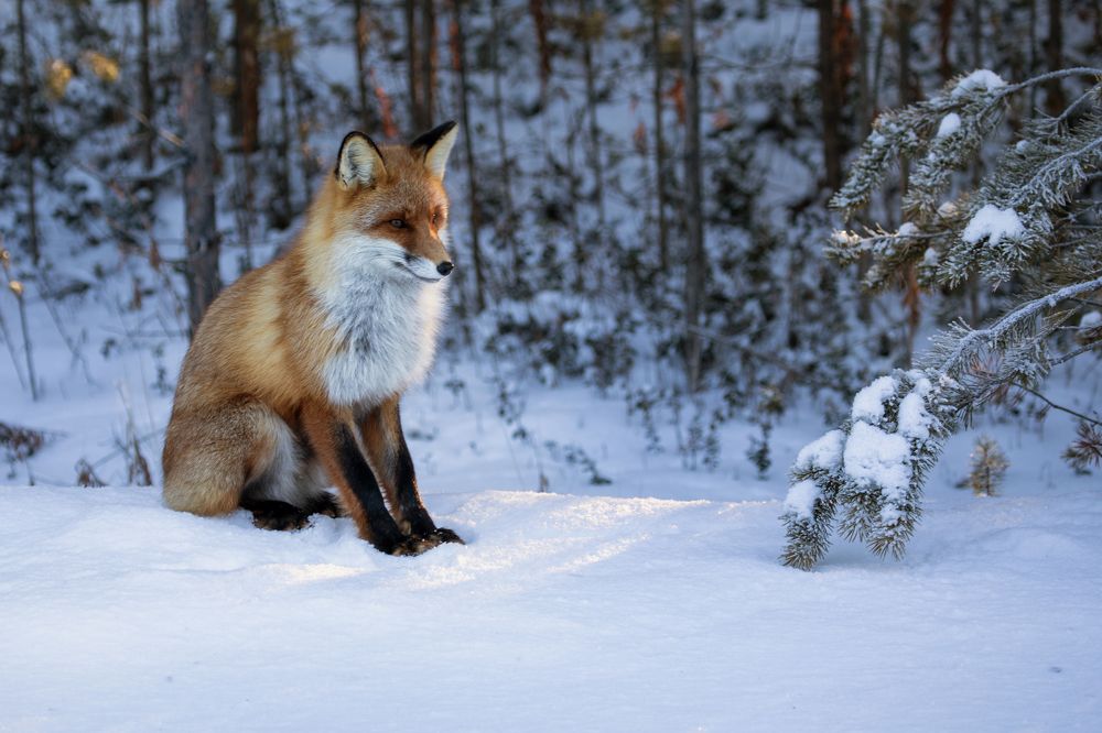 Photograph by Татьяна Борисова