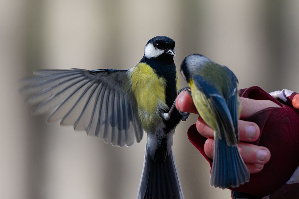 Фотография автора Julia A Caesar