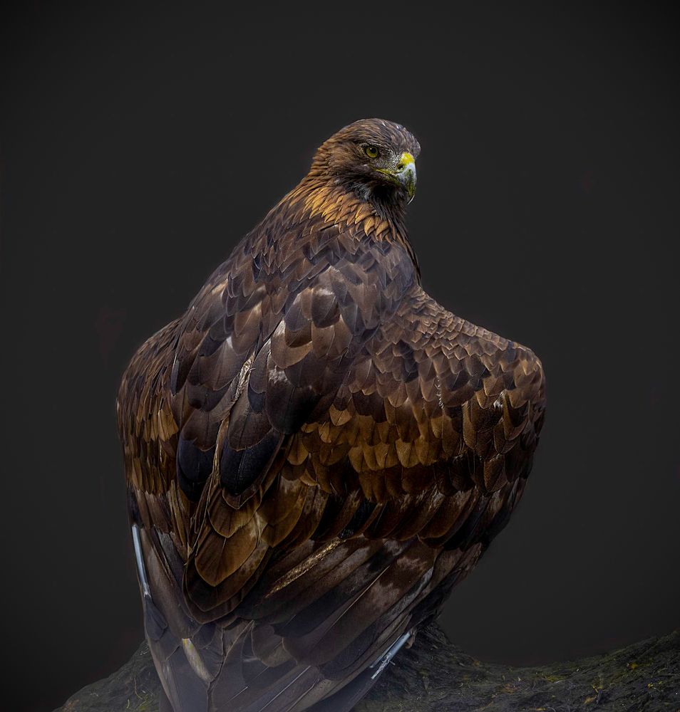 Одинокий орел