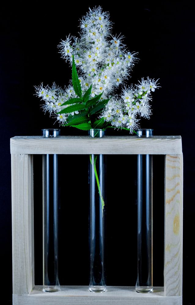 Одинокая черёмуха