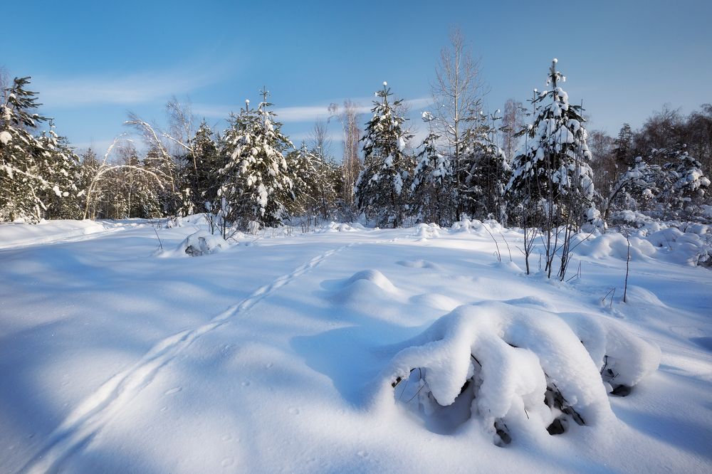 Снежная осьминожка.