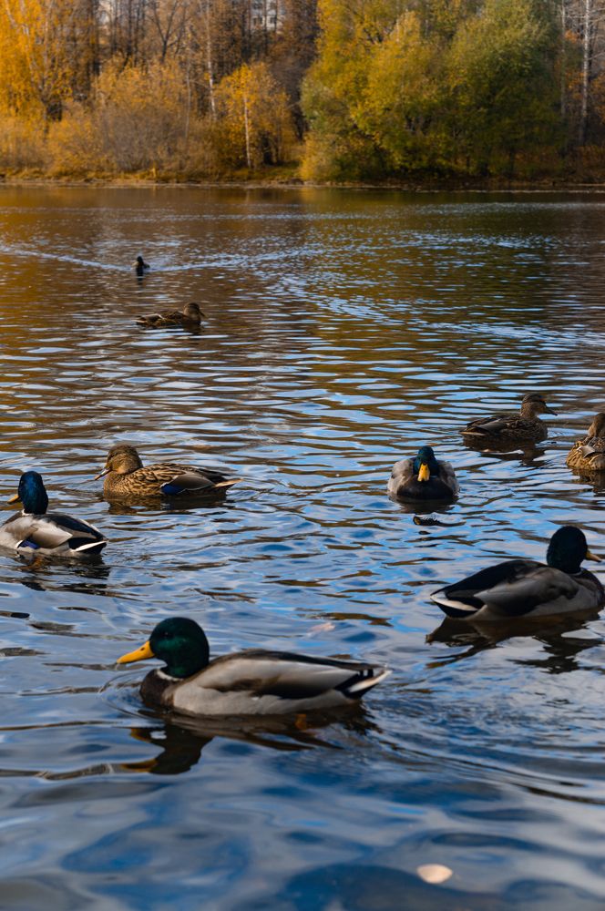 Photograph by Светлана Нестерова