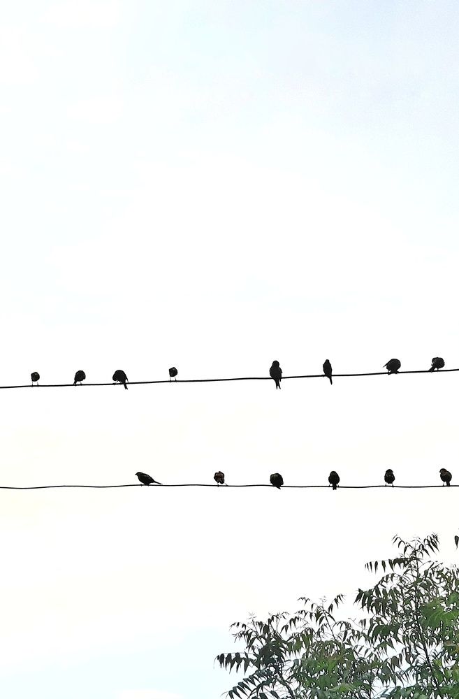 Photo #8492570