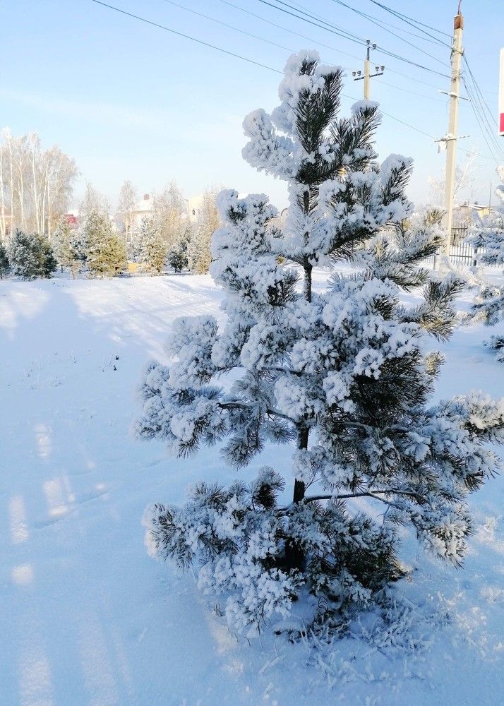 природа под снегом