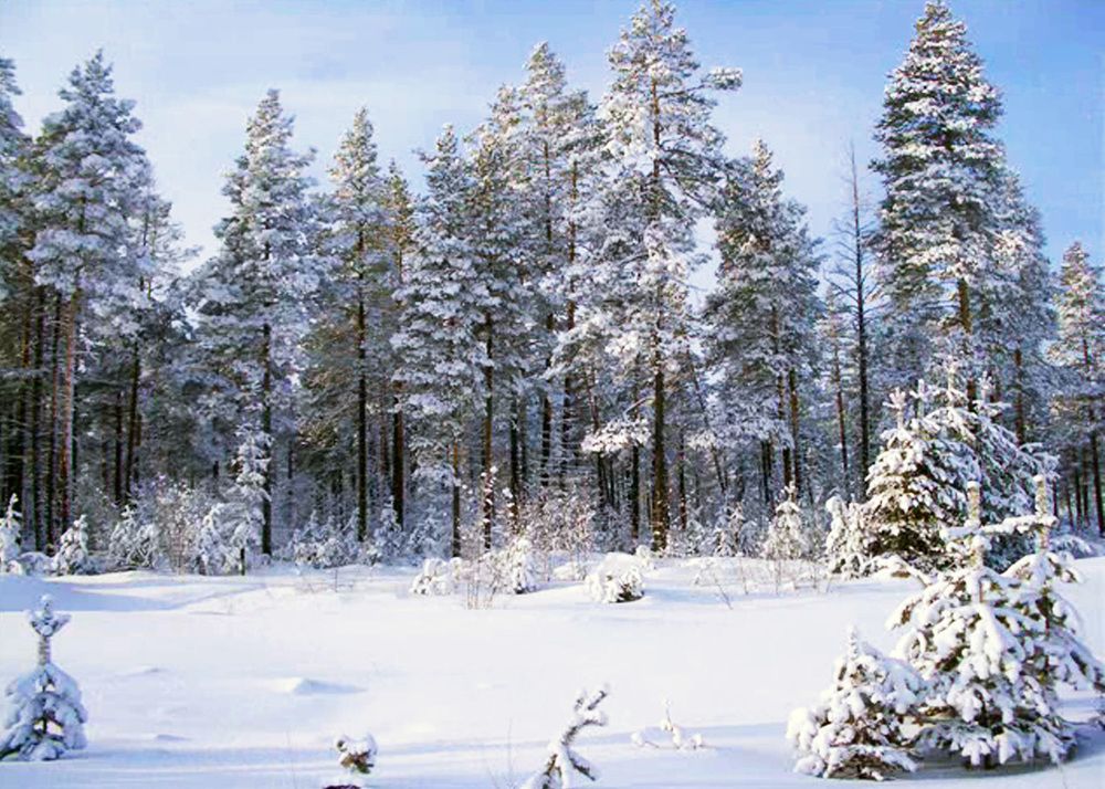 Морозный денёк