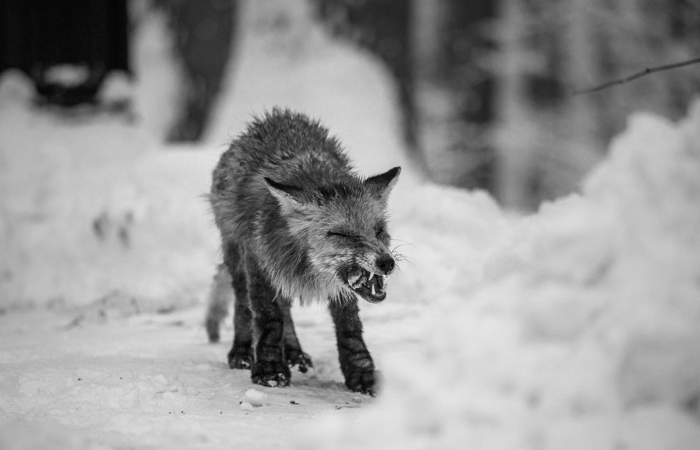 Photograph by Евгения Бочарова