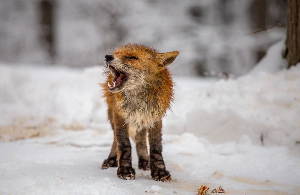 Photograph by Евгения Бочарова