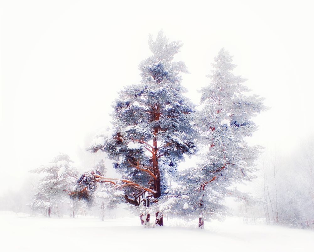 Photograph by Margarita