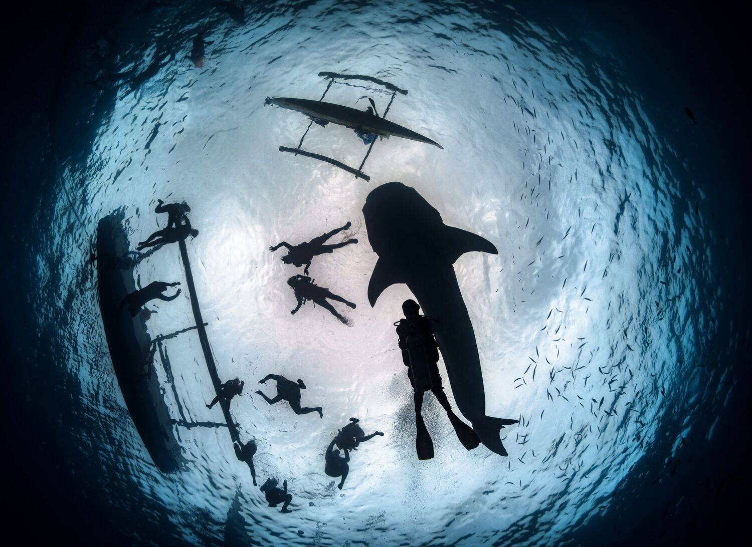 Знакомство с акулами