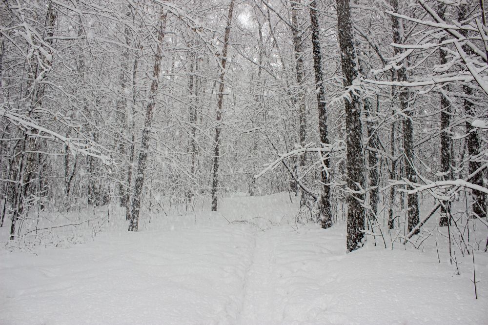 Зимняя красота в лесу