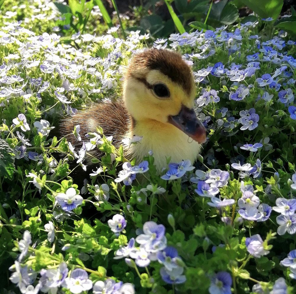 Photograph by Анастасия Карнаухова