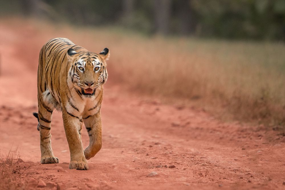 Photograph by Neeraj Gade