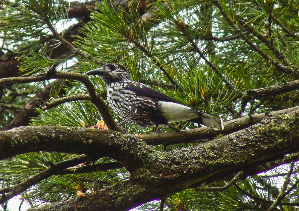 Обед на высшем уровне
