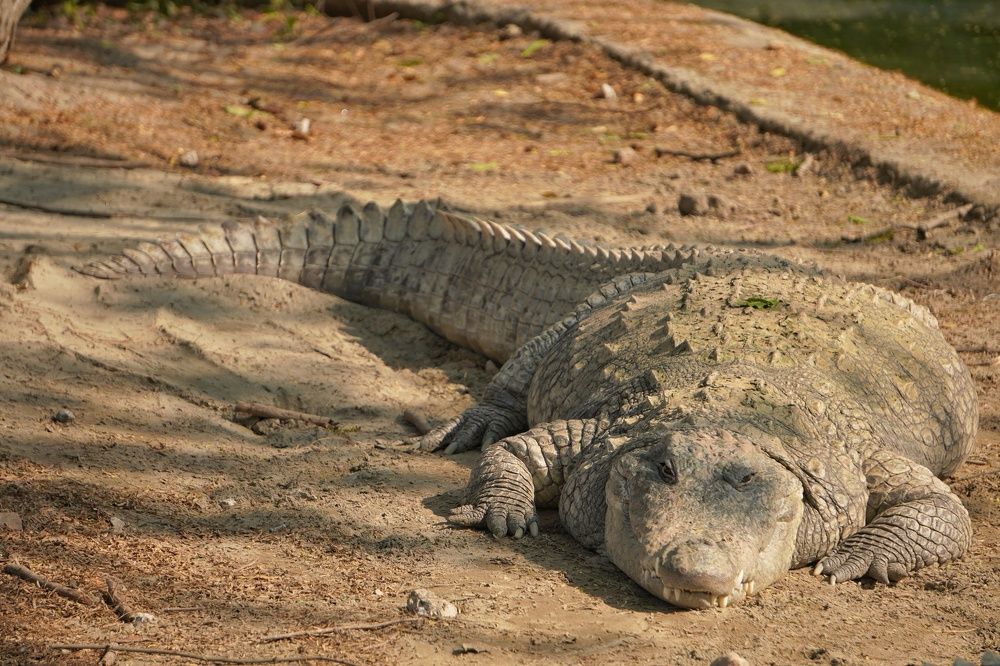 Photograph by Saurabh