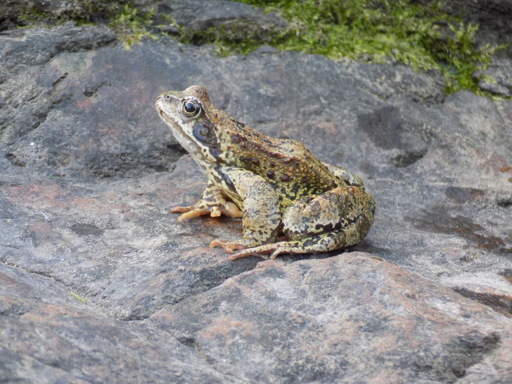 Ожидание принцессы