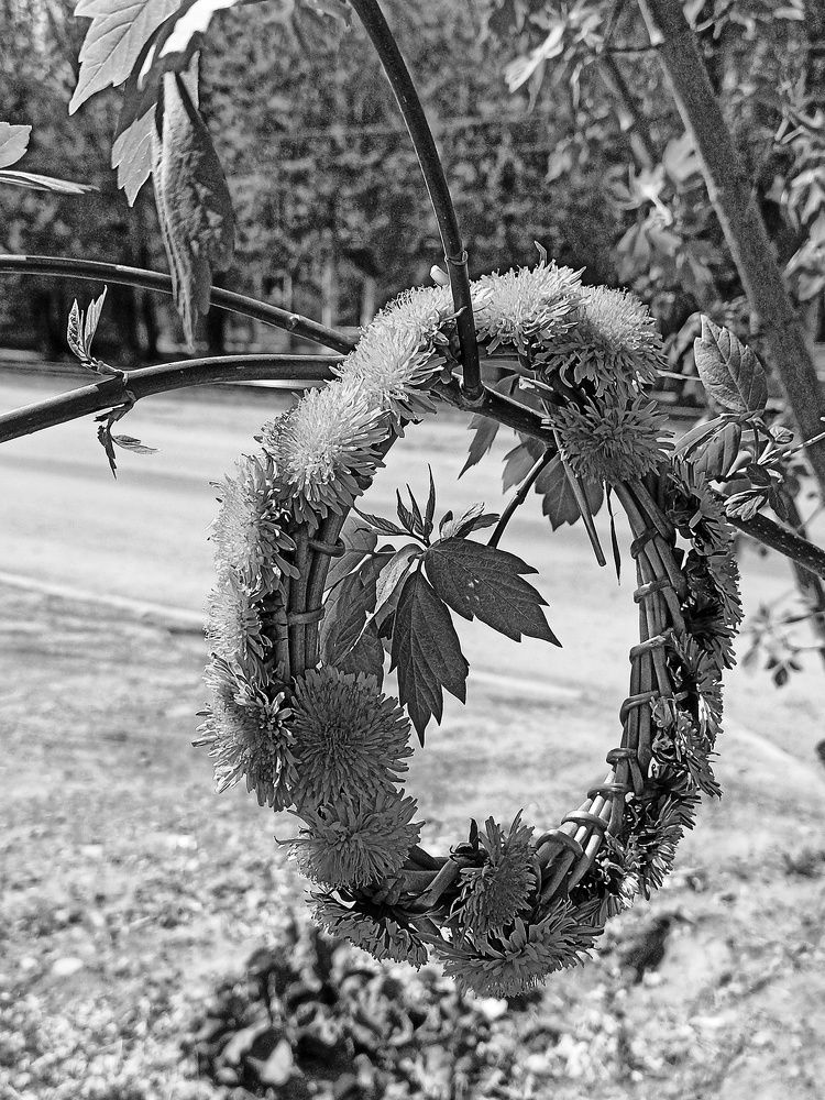 Венок из одуванчиков