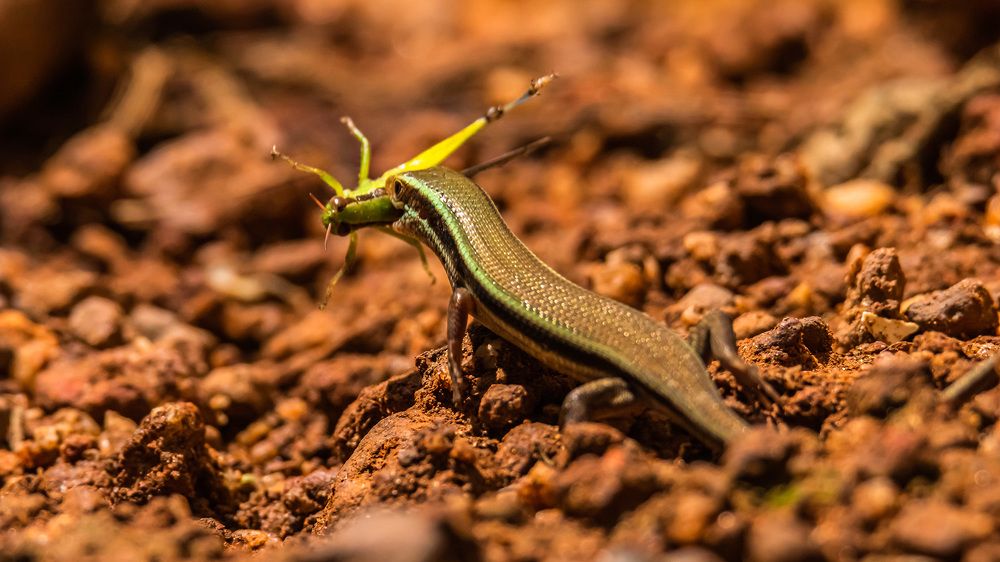 Photograph by SREENATH NARAYAN