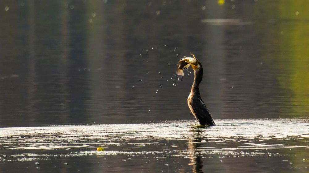 Photograph by SREENATH NARAYAN