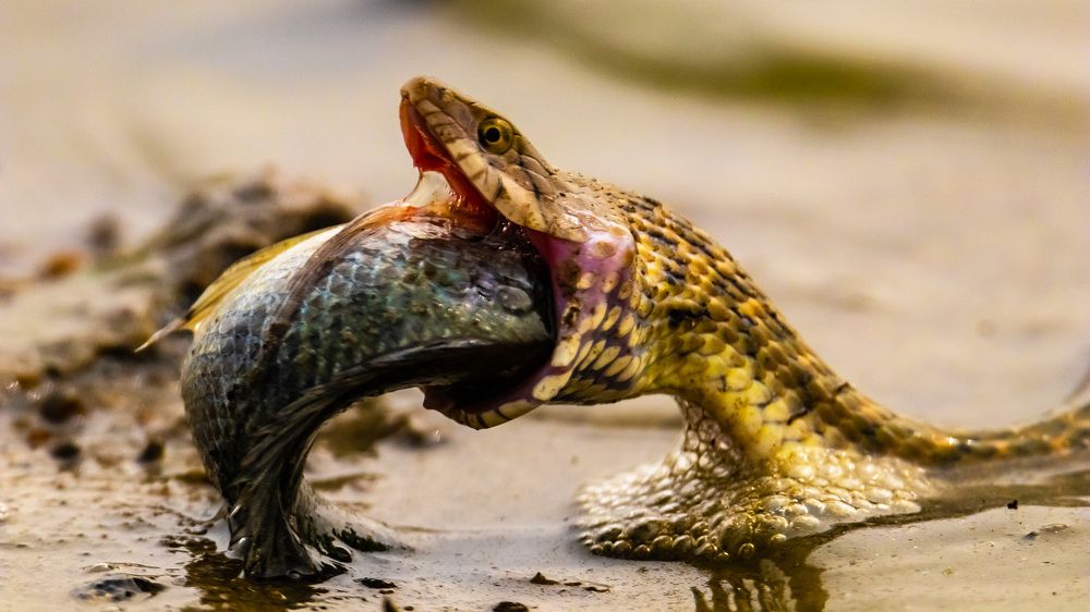 Photograph by SREENATH NARAYAN