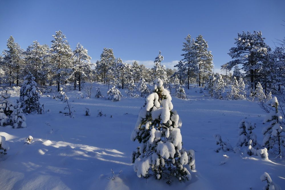 Frosty and sunny day