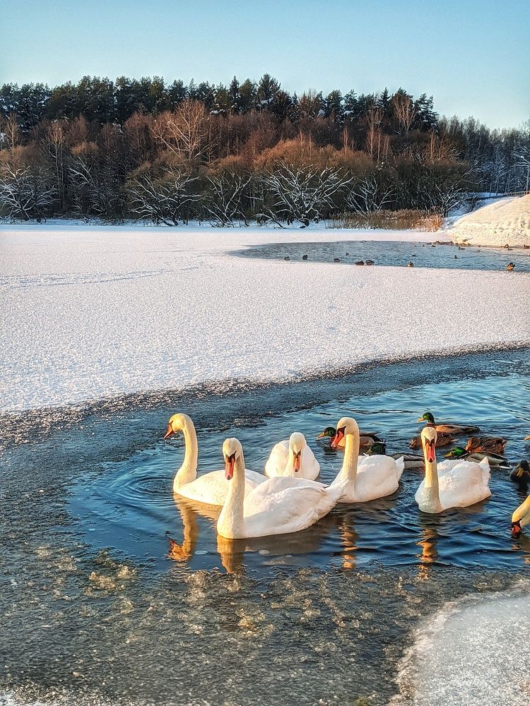 Photograph by Владимир Шаруба