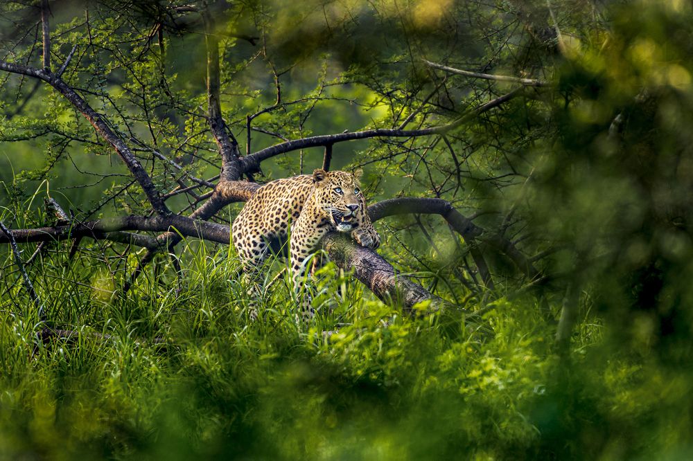 Photograph by Rahuldeb Bhattacharya