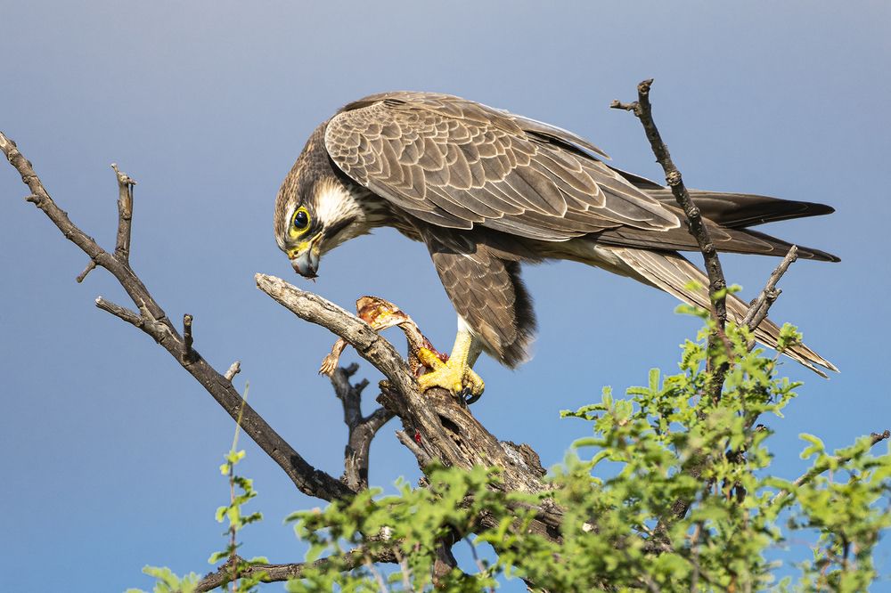 Photograph by Rahuldeb Bhattacharya