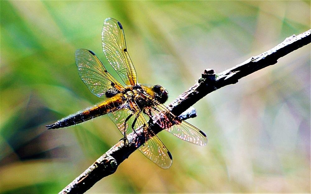 Photograph by Валерий Перевозчиков