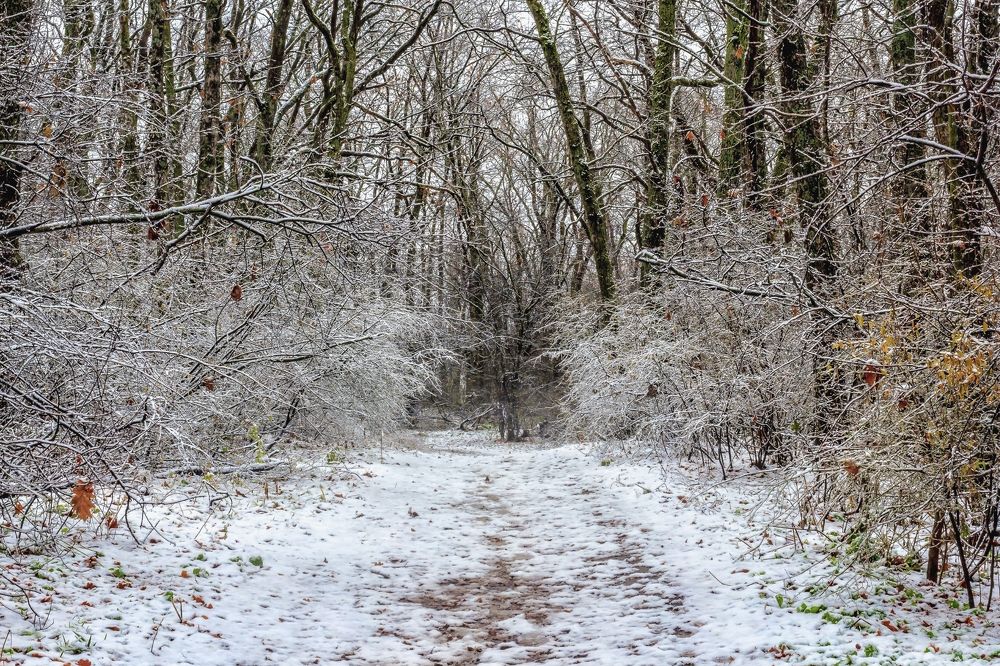 Утром выпал снег в лесу..