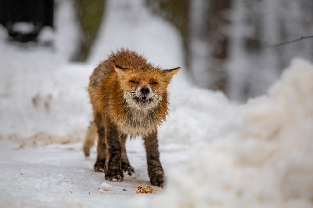 Photograph by Евгения Бочарова