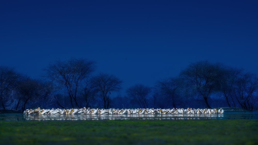 Photograph by Guha Jayanta