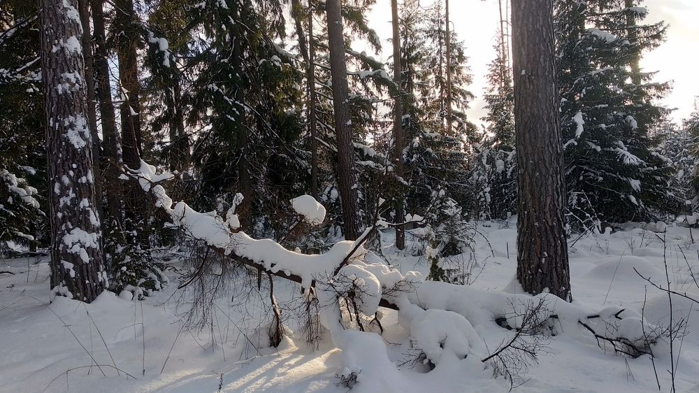 Солнышка лучик