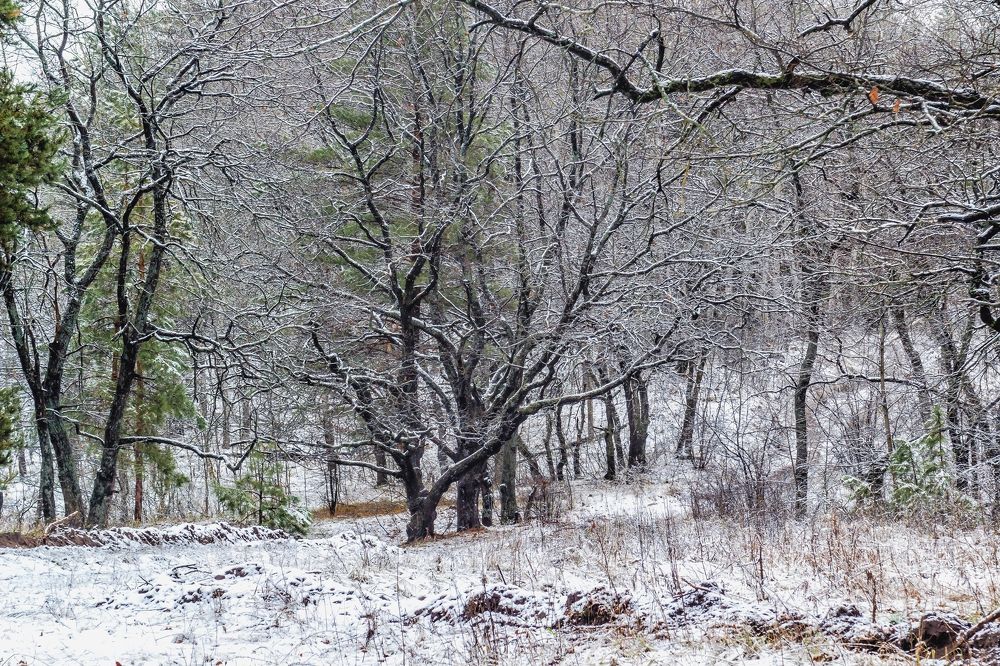 У дуба в лесу...