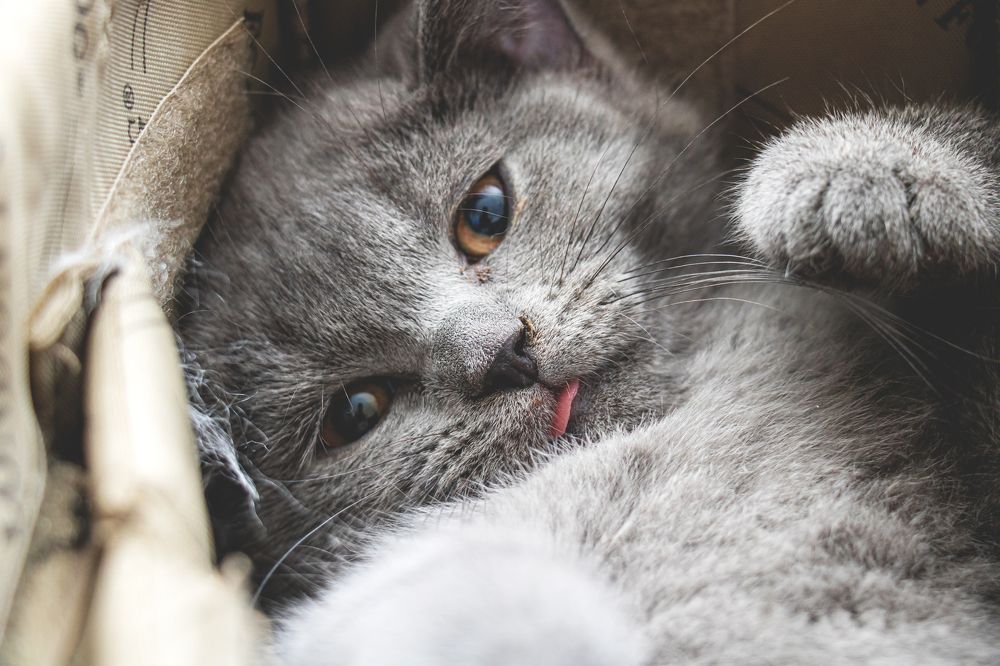 Photograph by Ali Abu Ras