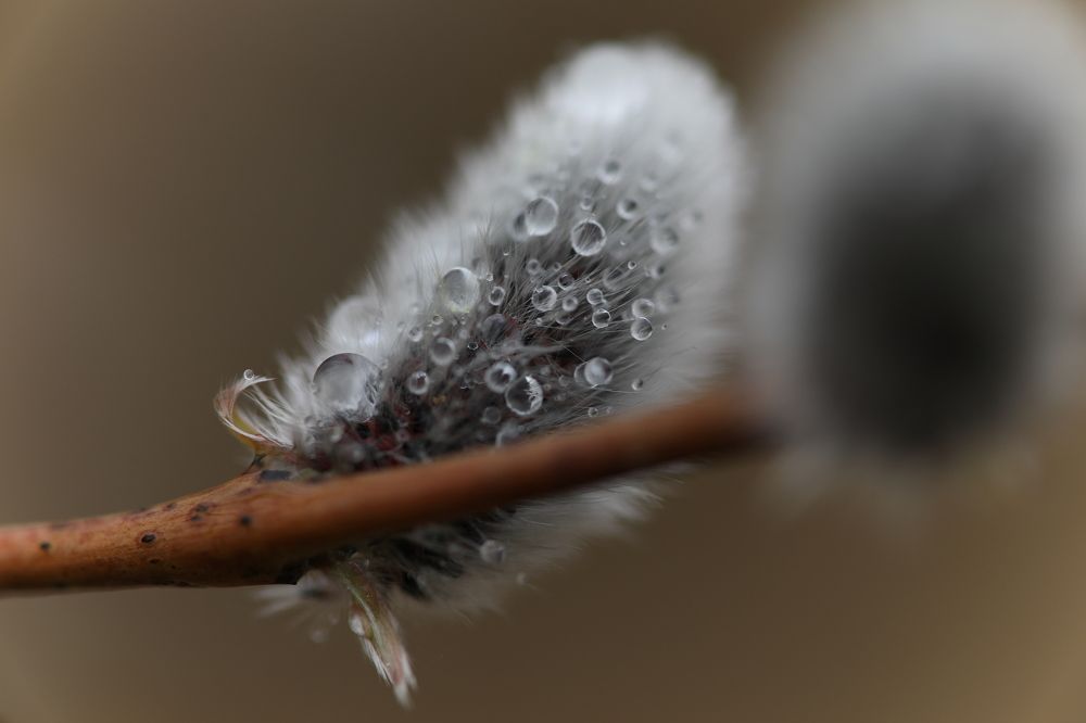 Стеклянные шары на вербе